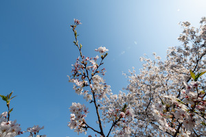 本牧の桜