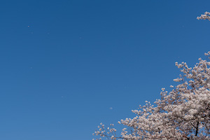 舞う桜と月