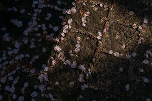 石畳に花ビラ