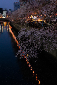 横浜黄金町で夜桜1