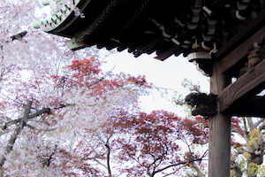 桜と紅葉!!